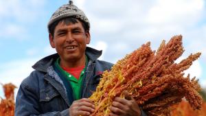 Despachos peruanos de quinua sumaron casi US$ 41 millones entre enero y abril