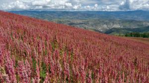 Destacan que quinua de Puno es única por ser orgánica y ecológica