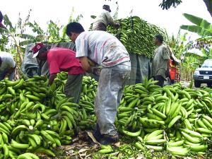 DEVIDA INICIA PROYECTO QUE BENEFICIARÍA A 2 MIL PRODUCTORES DE PLÁTANOS