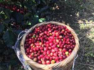 Día Nacional del Café: el cultivo ya no es rentable en el Perú