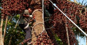 Diseñan programa para financiar a pequeños productores forestales no maderables