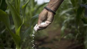 Disponibilidad de fertilizantes en mercados se agota mientras MEF y Midagri aún definen compra