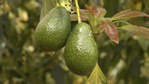 Disponibilidad y precio de la palta se verán afectados por la suspensión de inspecciones en Michoacán