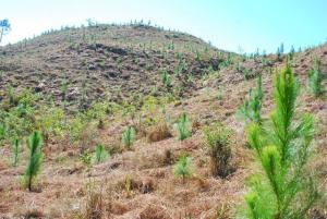 DISTRITO DE CHAVÍN SEMBRÓ PINOS EN 322 HECTÁREAS