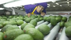 Diversificar mercados es la respuesta ante caída de precios de la palta en Europa