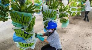 Ecuador establece nuevo precio mínimo para la caja de banano que será de US$ 7.25 a partir del 1 de enero de 2025