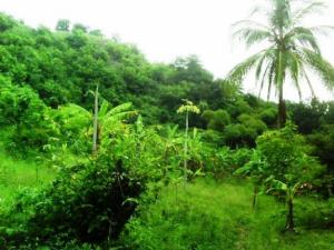 EEA-PUCALLPA VENDIÓ 100 MIL PLANTONES DE ÁRBOLES FORESTALES EN 2013 