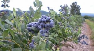 Efectos de El Niño afectan floración de algunas variedades de arándanos en La Libertad