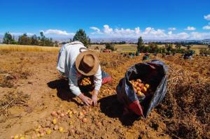 Ejecución presupuestal del Midagri en 2020 superó a la de 2019 pese al impacto del coronavirus