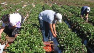 El 100% de fertilizantes estará exonerado de IGV para impulsar el sector agrícola