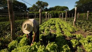 El 70% de hectáreas agrícolas aún no están aseguradas