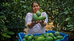 El 97% de la palta Hass que produce Perú, procede de pequeños agricultores con menos de 5 hectáreas