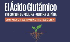 El Ácido Glutámico