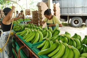 EL BANANO ORGÁNICO ENFRENTA GRANDES RETOS EN PIURA Y TUMBES