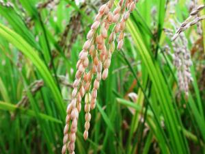 EL CALOR ANÓMALO DE ABRIL FAVORECIÓ A LOS CULTIVOS DE ARROZ