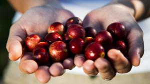El camu camu peruano se consolida como líder del biocomercio global y apunta a la alta cosmética