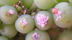 El chanchito rojo es una llamada de atención para la agroexportación peruana