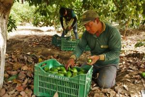 El kilo de palta peruana puede costar más de US$ 3 en un supermercado chileno