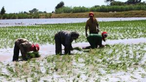 El mercado de carbono representa una gran oportunidad de ingresos para el agro peruano