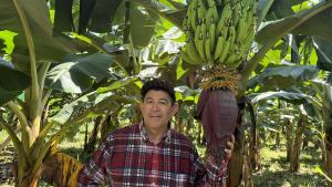 El problema de la mutación French en plátano