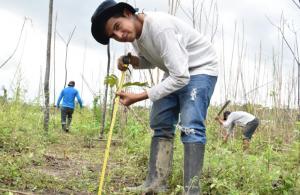 El proyecto que plantará 155 mil árboles en zonas degradadas de Madre de Dios