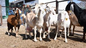 Elevan producción de semen de ganado caprino de alta calidad
