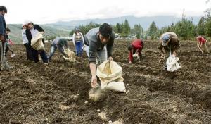 Empieza la Encuesta Nacional de Siembras en todo el país