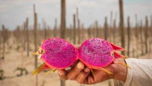 Empresas extranjeras interesadas en pitahaya de Huaral y Lambayeque