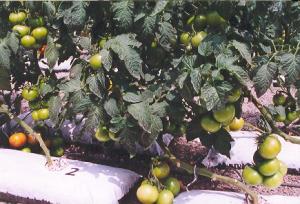 EN 2500 METROS CUADRADOS LA UNIVERSIDAD AGRARIA PRUEBA TOMATES DETERMINADOS Y CHERRY