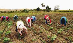 EN EL PERÚ REXISTEN 2.260.973 PRODUCTORES AGROPECUARIOS EN EL PAÍS