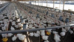 En octubre de 2025, la producción nacional de ave se incrementó en +2.9% con referencia a similar mes del año anterior