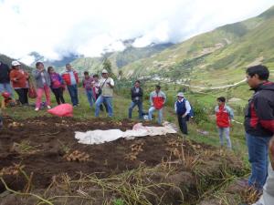 EN PASCO PROMUEVEN LA PRODUCCIÓN DE SEMILLA CERTIFICADA DE PAPA