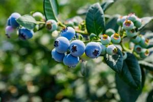 “En Perú y México, los arándanos que mejor han afrontado el estrés climático han sido Blue Madeira, Blue Manila y Blue Maldiva”