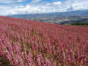 EN PUNO LOGRAN CERTIFICACIÓN DE QUINUA ORGÁNICA ROJA, BLANCA Y NEGRA