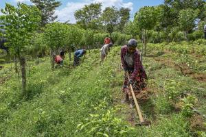 En Sri Lanka, la agricultura orgánica resultó catastrófica