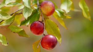 Encuentro Comercial del Camu Camu Ucayali 2025 generó intenciones de negocios por más de S/400 mil