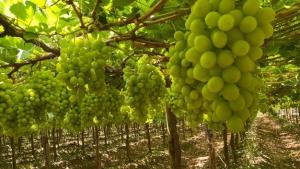 Entre falta de contenedores y congestión portuaria, Perú logra su mejor campaña de uva