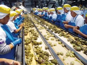 Entre los años 2000 a 2017 recaudación por tributos en el sector agrario trepó de S/ 73 millones a S/ 539 millones