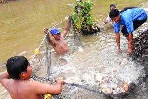 ENTREGAN PECES TROPICALES A COMUNIDADES NATIVAS DE PICHIS Y PALCAZU