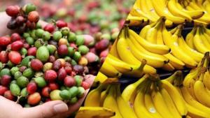 Envíos agrícolas orgánicos de Perú sumaron US$ 249.7 millones en el primer trimestre de  2025