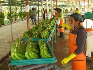 ENVÍOS DE BANANOS Y PLÁTANOS FRESCOS PERDERÍAN DINAMISMO