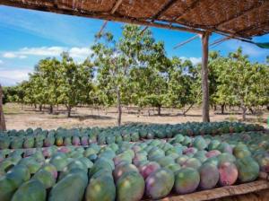 Envíos de mango son impulsados con tecnología rápida y eficiente