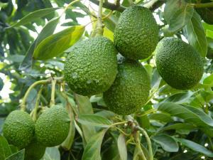 ENVÍOS DE PALTA CAMPOSOL A CHILE AUMENTARÁN DE 400 TM A 10.000 TM EN 2014 
