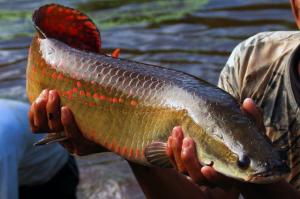 ENVÍOS DE TILAPIA ALCANZARON CIFRA RÉCORD