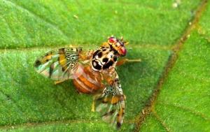 EQUIPO DE RAYOS X COMBATE  MOSCA DE LA FRUTA