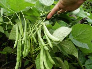 ESCACES DE AGUA OBLIGARÍA REMPLAZAR CULTIVO DE ARROZ POR FRIJOL 