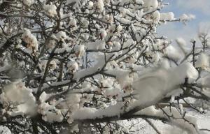 ESPAÑA: GRAVES DAÑOS EN ALMENDROS POR HELADAS