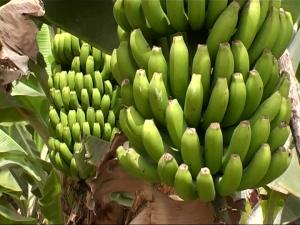 ESPAÑA INCREMENTARÁ EN 5.3% SU PRODUCCIÓN DE BANANAS ESTE AÑO