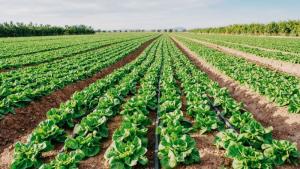 España perdió 582.000 hectáreas de cultivos entre el 2015 y 2023