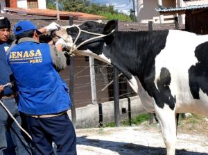 ESTABLECEN ÁREAS CON ENFERMEDADES DE CARBUNCO SINTOMÁTICO Y EDEMA MALIGNO